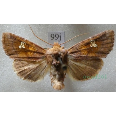 Amphipoea oculea (Linnaeus, 1761) Czech99j